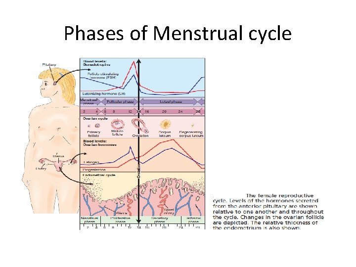 Phases of Menstrual cycle 