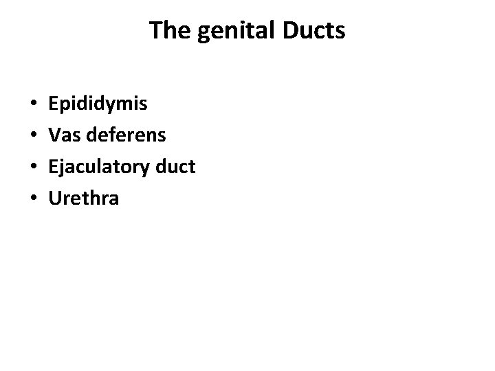 The genital Ducts • • Epididymis Vas deferens Ejaculatory duct Urethra 