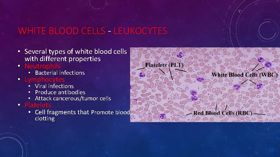WHITE BLOOD CELLS - LEUKOCYTES • Several types of white blood cells with different