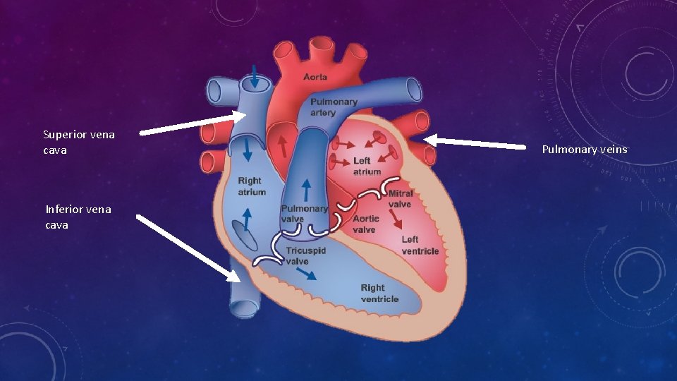 Superior vena cava Inferior vena cava Pulmonary veins 