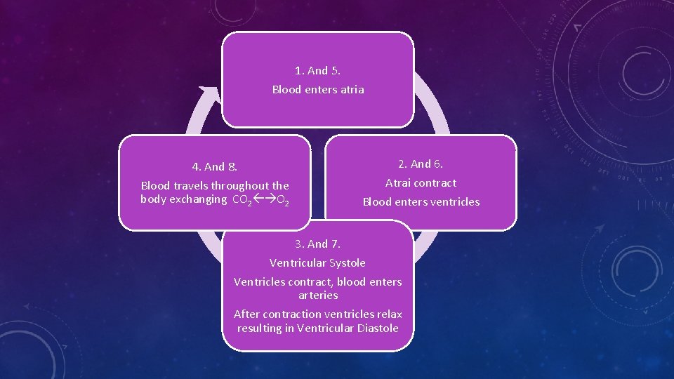 1. And 5. Blood enters atria 4. And 8. Blood travels throughout the body