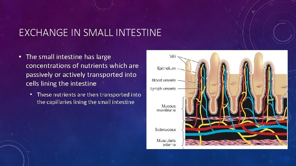 EXCHANGE IN SMALL INTESTINE • The small intestine has large concentrations of nutrients which