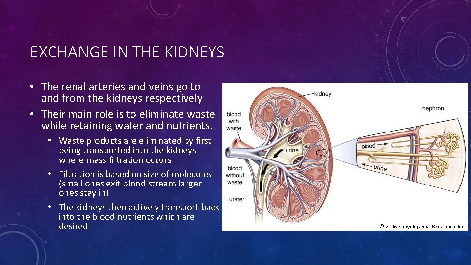 EXCHANGE IN THE KIDNEYS • The renal arteries and veins go to and from