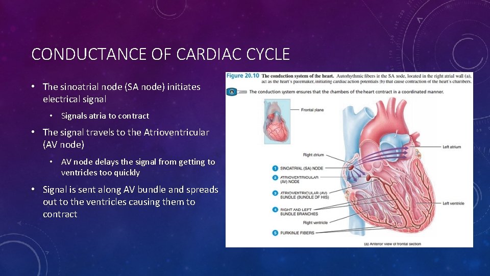 CONDUCTANCE OF CARDIAC CYCLE • The sinoatrial node (SA node) initiates electrical signal •