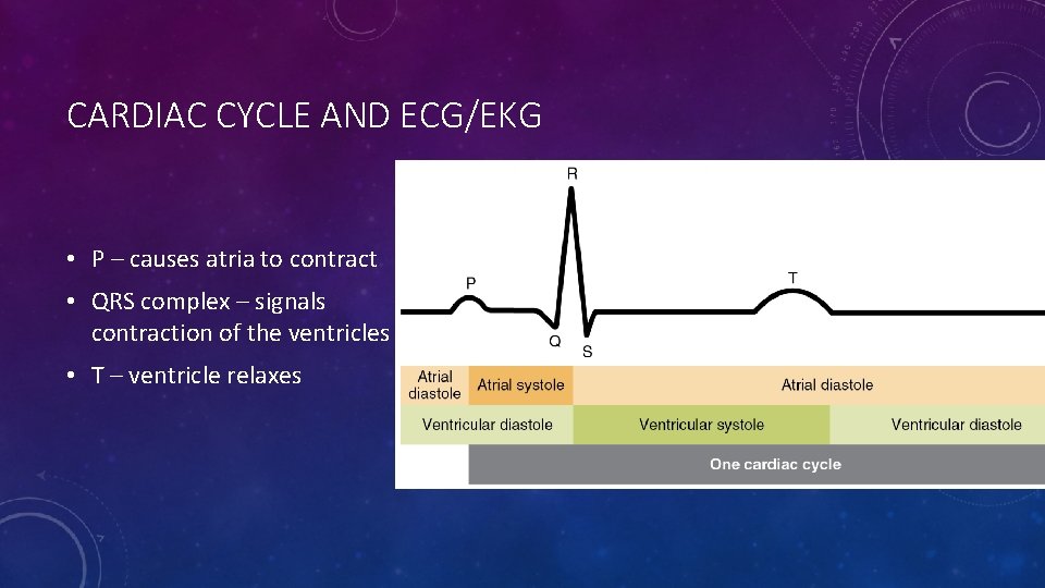 CARDIAC CYCLE AND ECG/EKG • P – causes atria to contract • QRS complex