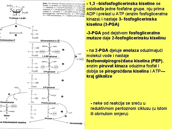 - 1, 3 –bisfosfoglicerinska kiseline se oslobađa jedne fosfatne grupe, nju prima ADP i