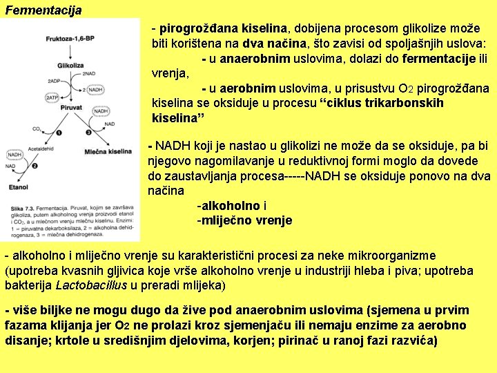 Fermentacija - pirogrožđana kiselina, dobijena procesom glikolize može biti korištena na dva načina, što