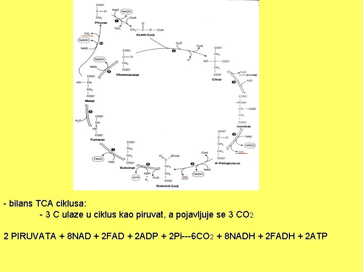 - bilans TCA ciklusa: - 3 C ulaze u ciklus kao piruvat, a pojavljuje