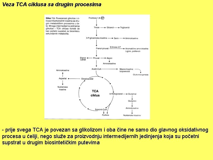 Veza TCA ciklusa sa drugim procesima - prije svega TCA je povezan sa glikolizom