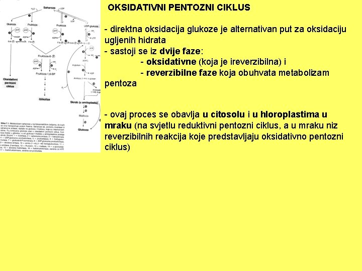 OKSIDATIVNI PENTOZNI CIKLUS - direktna oksidacija glukoze je alternativan put za oksidaciju ugljenih hidrata