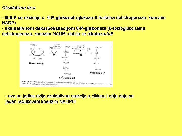 Oksidativna faza - G-6 -P se oksiduje u 6 -P-glukonat (glukoza-6 -fosfatna dehidrogenaza, koenzim