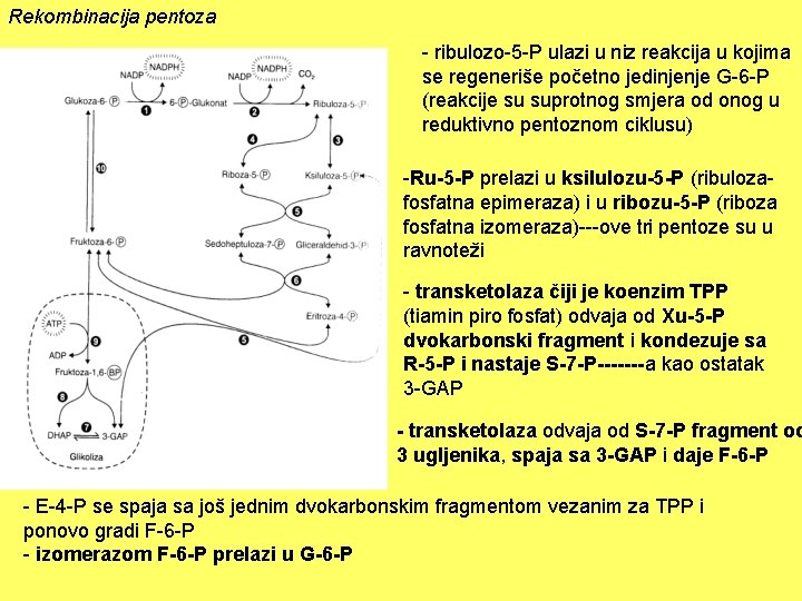 Rekombinacija pentoza - ribulozo-5 -P ulazi u niz reakcija u kojima se regeneriše početno