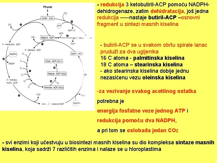 - redukcija 3 ketobutiril-ACP pomoću NADPHdehidrogenaze, zatim dehidratacija, još jedna redukcija -----nastaje butiril-ACP –osnovni