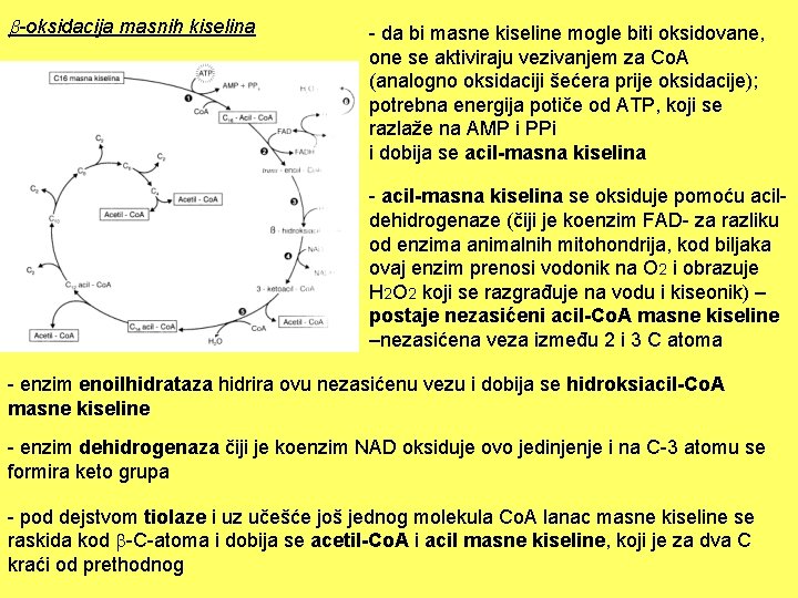  -oksidacija masnih kiselina - da bi masne kiseline mogle biti oksidovane, one se
