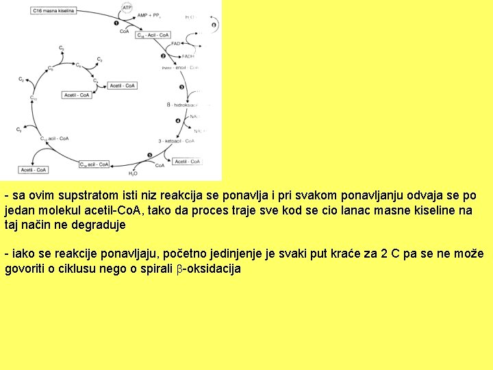 - sa ovim supstratom isti niz reakcija se ponavlja i pri svakom ponavljanju odvaja