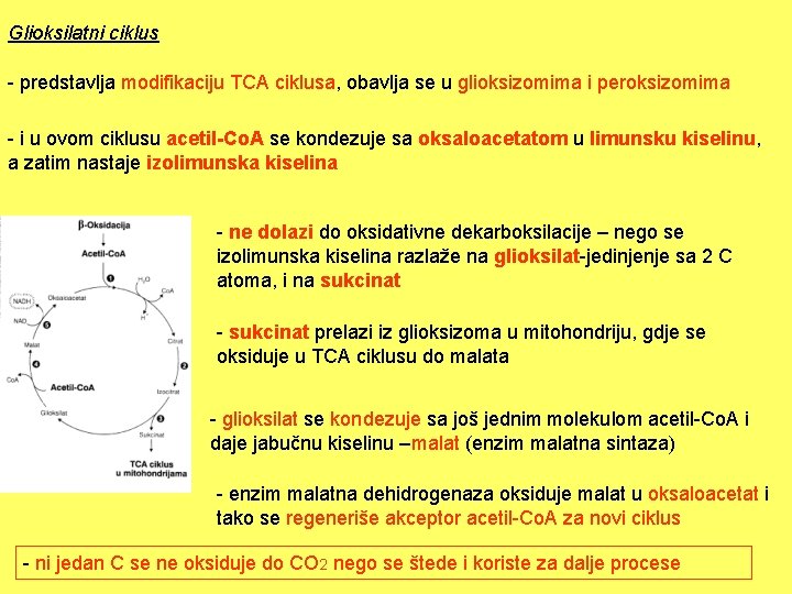 Glioksilatni ciklus - predstavlja modifikaciju TCA ciklusa, obavlja se u glioksizomima i peroksizomima -