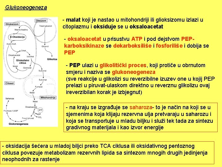 Glukoneogeneza - malat koji je nastao u mitohondriji ili glioksizomu izlazi u citoplazmu i