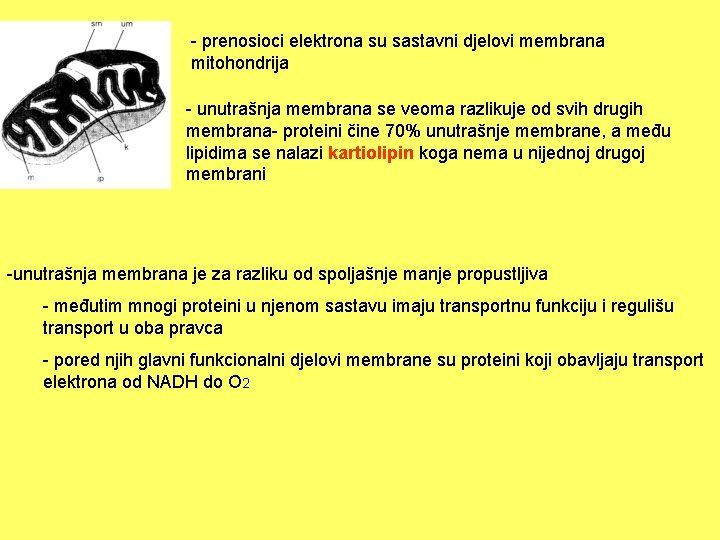 - prenosioci elektrona su sastavni djelovi membrana mitohondrija - unutrašnja membrana se veoma razlikuje