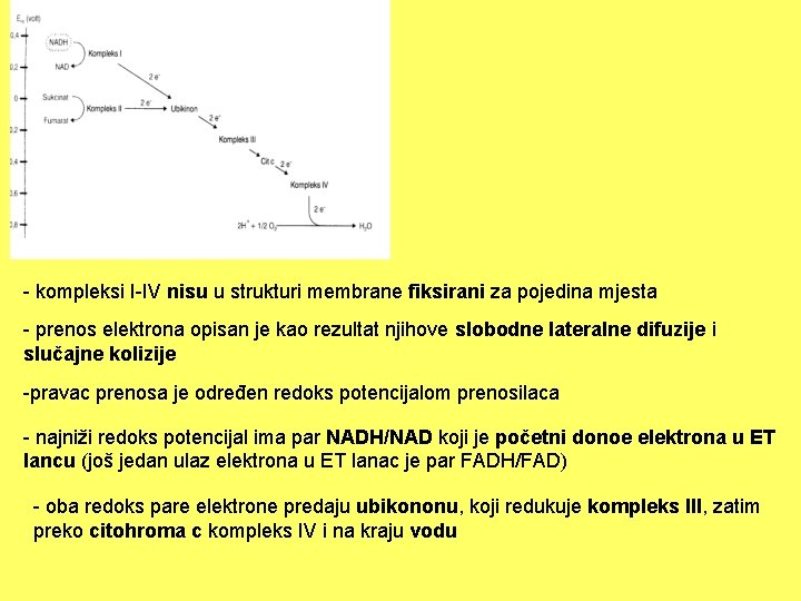 - kompleksi I-IV nisu u strukturi membrane fiksirani za pojedina mjesta - prenos elektrona