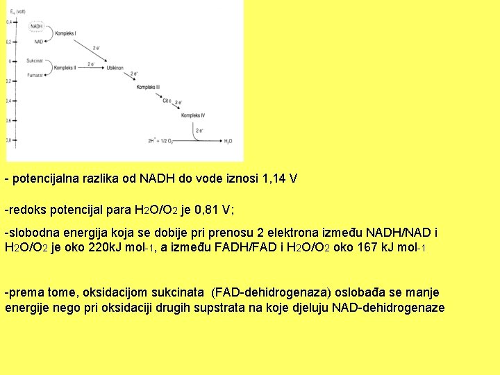- potencijalna razlika od NADH do vode iznosi 1, 14 V -redoks potencijal para