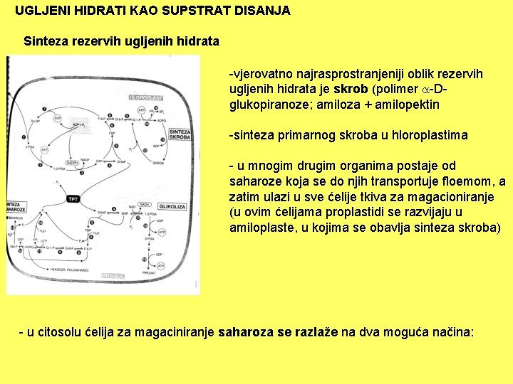 UGLJENI HIDRATI KAO SUPSTRAT DISANJA Sinteza rezervih ugljenih hidrata -vjerovatno najrasprostranjeniji oblik rezervih ugljenih