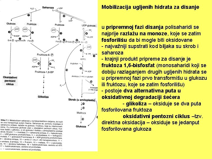 Mobilizacija ugljenih hidrata za disanje u pripremnoj fazi disanja polisaharidi se najprije razlažu na
