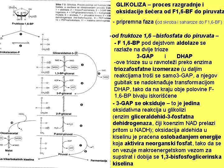 GLIKOLIZA – proces razgradnje i oksidacije šećera od F 1, 6 -BF do piruvata