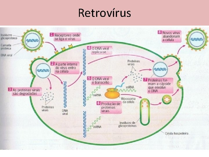 Retrovírus 