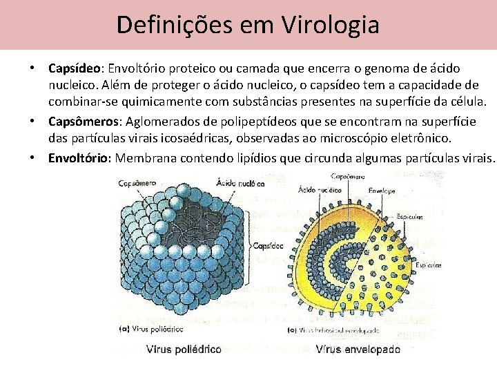 Definições em Virologia • Capsídeo: Envoltório proteico ou camada que encerra o genoma de