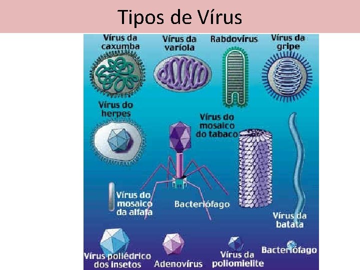 Tipos de Vírus 