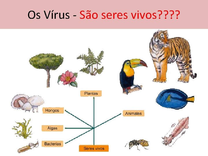 Os Vírus - São seres vivos? ? 