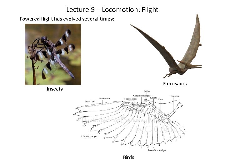 Lecture 9 – Locomotion: Flight Powered flight has evolved several times: Pterosaurs Insects Birds