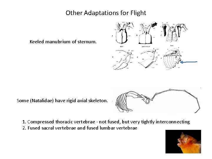 Other Adaptations for Flight Keeled manubrium of sternum. Some (Natalidae) have rigid axial skeleton.