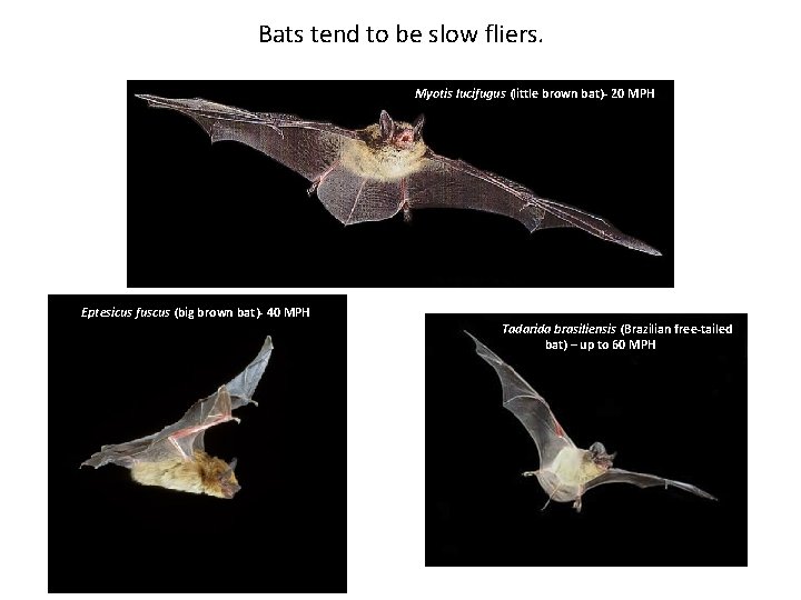 Bats tend to be slow fliers. Myotis lucifugus (little brown bat)- 20 MPH Eptesicus