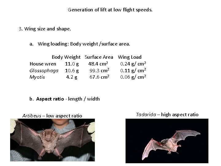 Generation of lift at low flight speeds. 3. Wing size and shape. a. Wing