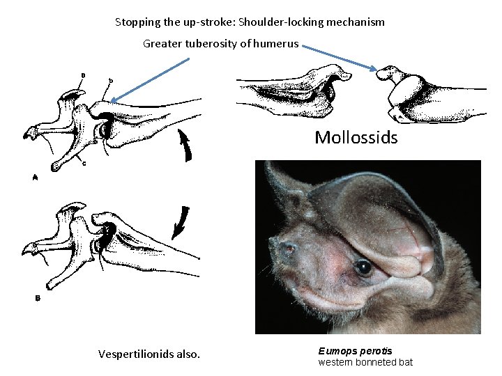 Stopping the up-stroke: Shoulder-locking mechanism Greater tuberosity of humerus Mollossids Vespertilionids also. Eumops perotis