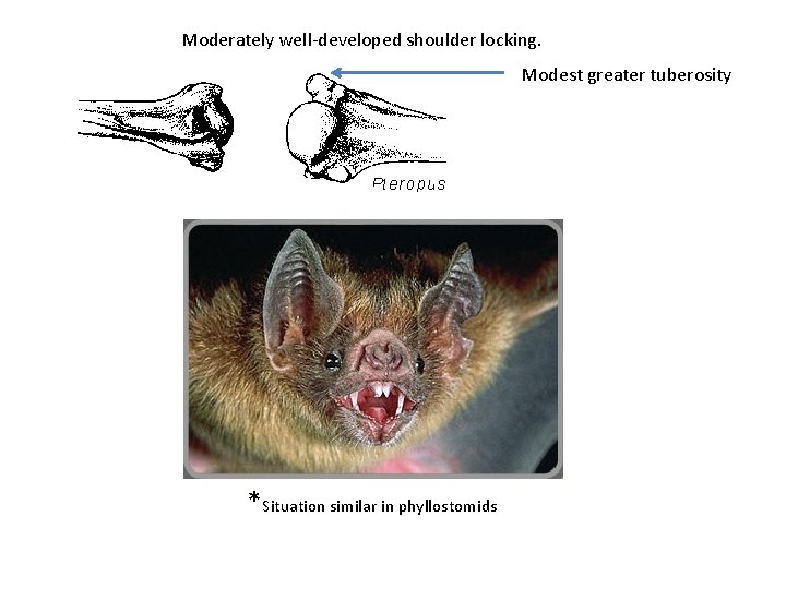 Moderately well-developed shoulder locking. Modest greater tuberosity *Situation similar in phyllostomids 