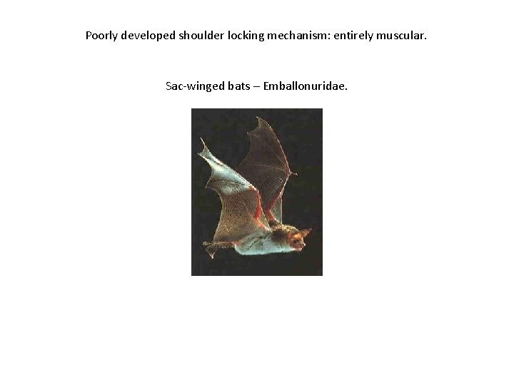 Poorly developed shoulder locking mechanism: entirely muscular. Sac-winged bats – Emballonuridae. 