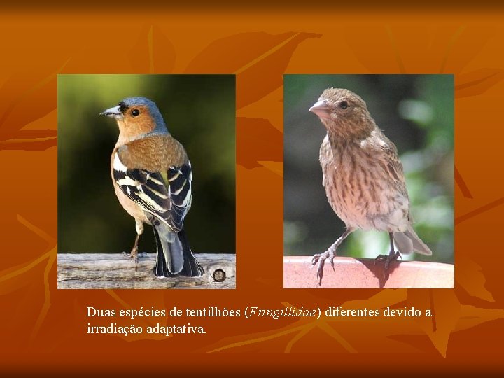 Duas espécies de tentilhões (Fringillidae) diferentes devido a irradiação adaptativa. 
