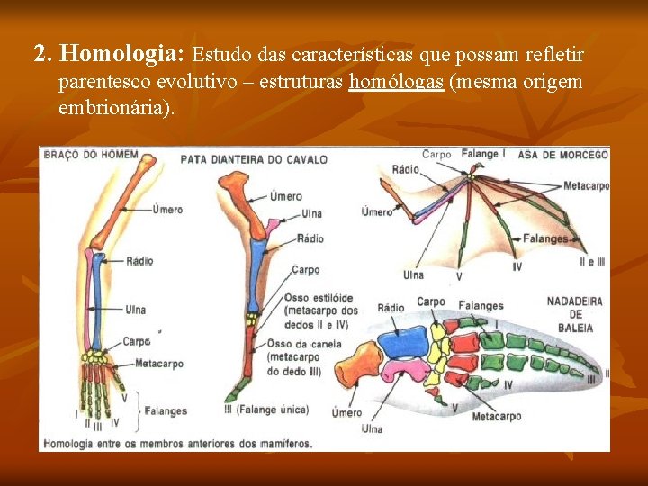 2. Homologia: Estudo das características que possam refletir parentesco evolutivo – estruturas homólogas (mesma