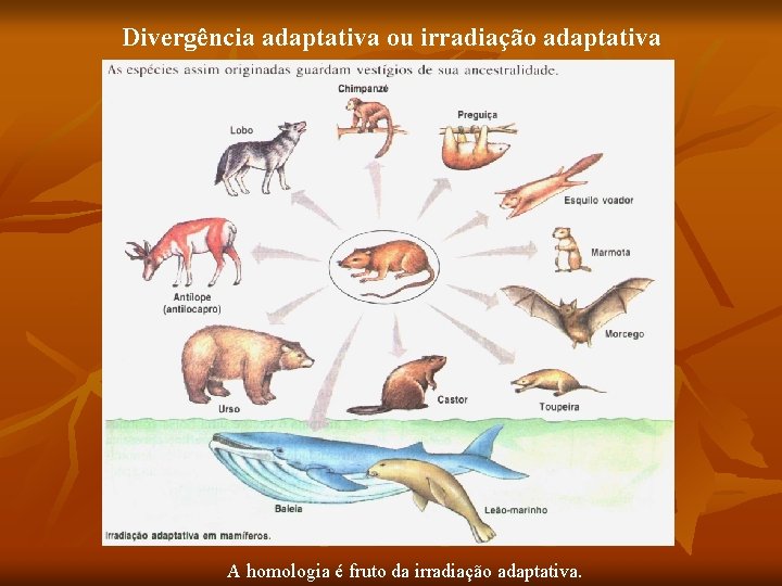 Divergência adaptativa ou irradiação adaptativa A homologia é fruto da irradiação adaptativa. 