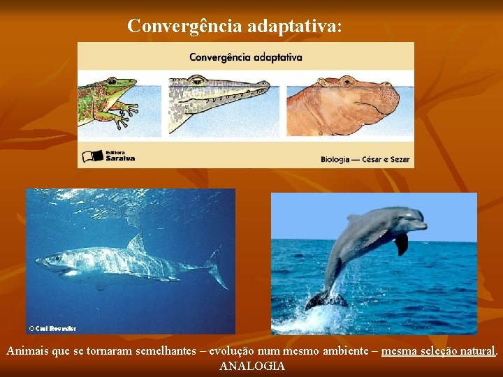 Convergência adaptativa: Animais que se tornaram semelhantes – evolução num mesmo ambiente – mesma