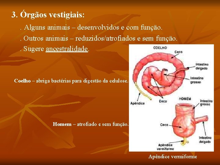 3. Órgãos vestigiais: . Alguns animais – desenvolvidos e com função. . Outros animais