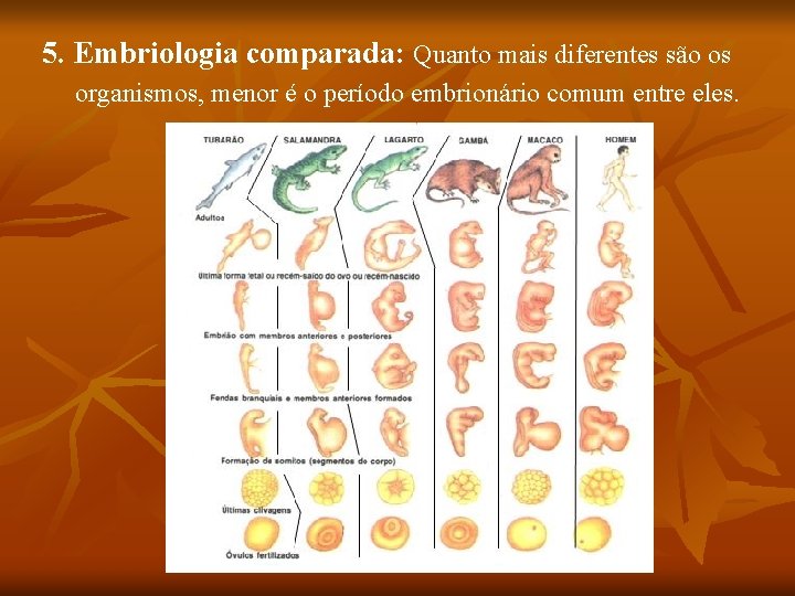 5. Embriologia comparada: Quanto mais diferentes são os organismos, menor é o período embrionário