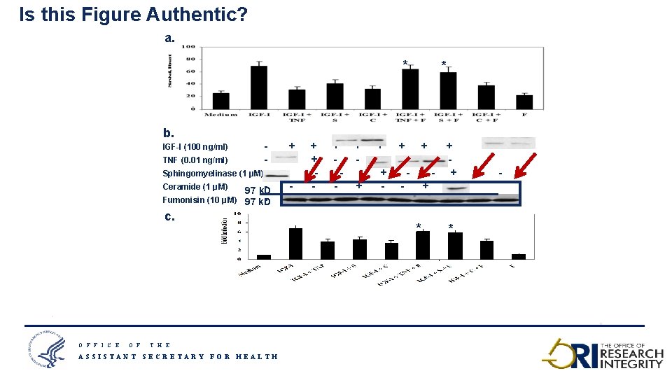 Is this Figure Authentic? a. * * b. - + + + + TNF