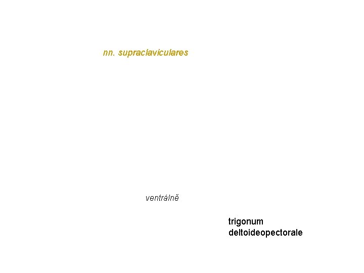 nn. supraclaviculares ventrálně trigonum deltoideopectorale nn. supraclaviculares ventrálně trigonum deltoideopectorale
