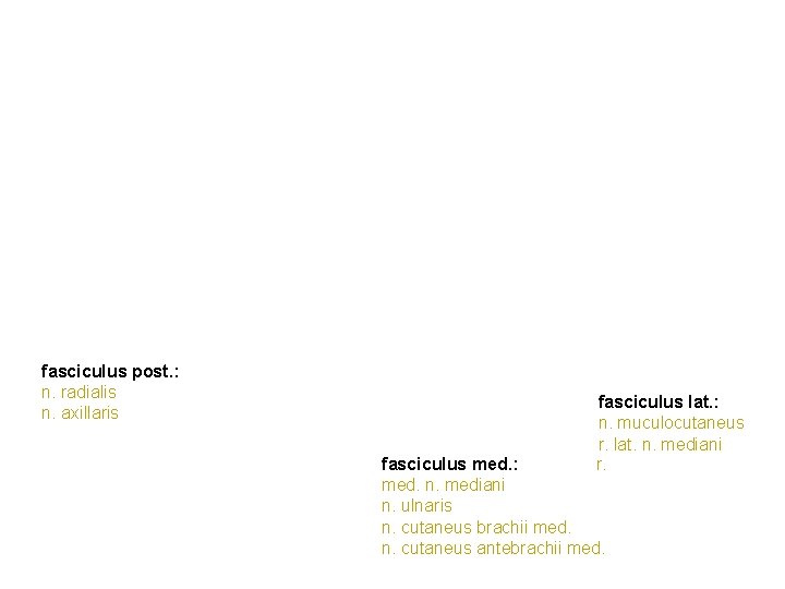 fasciculus post. : n. radialis n. axillaris fasciculus lat. : n. muculocutaneus r. lat. fasciculus post. : n. radialis n. axillaris fasciculus lat. : n. muculocutaneus r. lat.