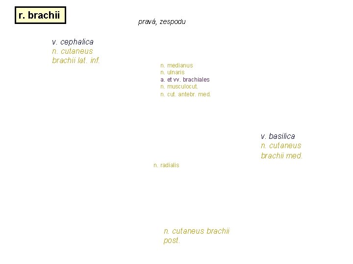 r. brachii v. cephalica n. cutaneus brachii lat. inf. pravá, zespodu n. medianus n. r. brachii v. cephalica n. cutaneus brachii lat. inf. pravá, zespodu n. medianus n.