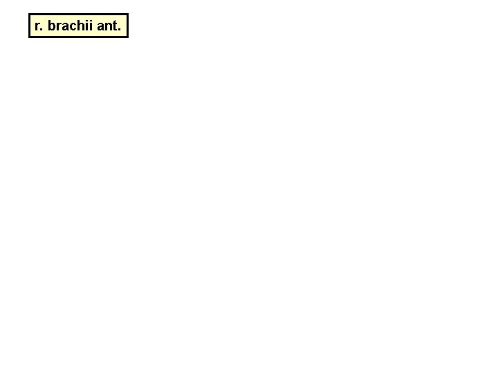 r. brachii ant. r. brachii ant.