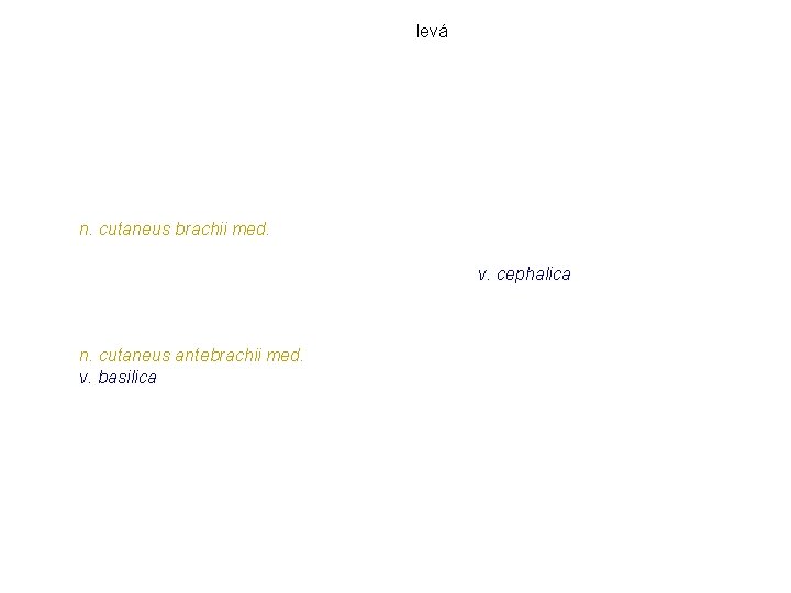 levá n. cutaneus brachii med. v. cephalica n. cutaneus antebrachii med. v. basilica levá n. cutaneus brachii med. v. cephalica n. cutaneus antebrachii med. v. basilica